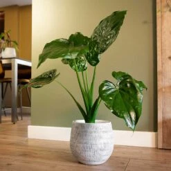 Ryan Plant Pot - White Black -Plant potted plants Ryan Plant Pot White Black Alocasia Houseplant