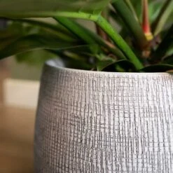 Ryan Plant Pot - White Black -Plant potted plants Ryan Plant Pot White Black Close Up