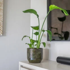 Sanna Plant Pot - Moss Green -Plant potted plants Sanna Moss Green 6