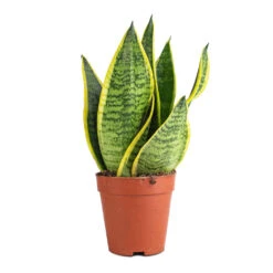 Sansevieria Trifasciata Futura Superba 19 Sansevieria Trifasciata Futura Superba -Plant potted plants Sanseviera trifasciata Futura Superba 9x30cm