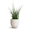 Sansevieria Fernwood Mikado - Snake Plant 2 Sansevieria Fernwood Mikado - Snake Plant -Plant potted plants Sansevieria Fernwood Mikado Snake Plant 12x40cm Cas Plant Pot Cool Grey 15x13cm