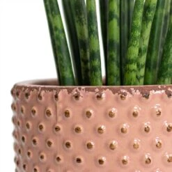 Sansevieria Fernwood Mikado - Snake Plant -Plant potted plants Sansevieria Fernwood Mikado Snake Plant Bolino Plant Pot Pale Rose Close Up 5c06459b ff1f 4714 aa38 091207914c4b