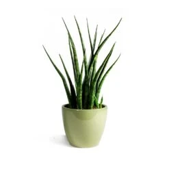 Sansevieria Fernwood Mikado - Snake Plant -Plant potted plants Sansevieria Fernwood Mikado Snake Plant Sven Plant Pot Mint final 7f04ef57 71cc 48af b69d a65acf90e70d
