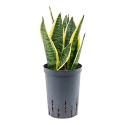 Sansevieria Futura Superba - HydroCare -Plant potted plants Sansevieria Futura Superba Hydroculture2