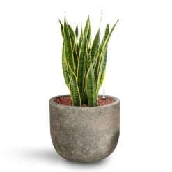 Cody Cement & Stone Plant Pot - Granite Grey -Plant potted plants Sansevieria Laurentii HydroCare Cement Stone Cody Plant Pot Granite Grey 14982688 977c 4e08 8189 2a97acf197dc
