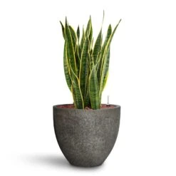 Jesslyn Cement & Stone Plant Pot - Granite Grey -Plant potted plants Sansevieria Laurentii HydroCare Cement Stone Jesslyn Plant Pot Granite Grey 358d76de 388c 4949 a50d 01281f58f44d