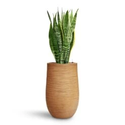 Dune Partner Planter - Almond -Plant potted plants Sansevieria Laurentii HydroCare Dune Partner Planter Almond d489d59d 0bb1 4543 905c 04563d142dc2