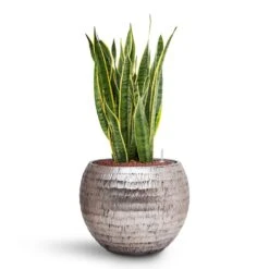 Sansevieria Laurentii - HydroCare -Plant potted plants Sansevieria Laurentii HydroCare Opus Hammered Globe Planter Silver