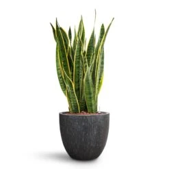 Raindrop Egg Planter - Anthracite -Plant potted plants Sansevieria Laurentii HydroCare Raindrop Couple Planter Anthracite