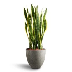 Grigio Egg Pot Planter - Natural Concrete 26 Grigio Egg Pot Planter - Natural Concrete -Plant potted plants Sansevieria Laurentii Hydroculture 28 19 x 80cm Grigio Egg Pot Planter Natural Concrete 40 x 36cm be7a00f2 90b9 4e7e 9a81 7e6703061d35