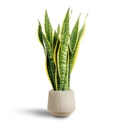 Sansevieria Laurentii - HydroCare -Plant potted plants Sansevieria Laurentii Hydroculture 28 19 x 80cm Raindrop Tube Round Planter Stone 30 x 26cm