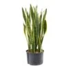 Sansevieria Laurentii - HydroCare -Plant potted plants Sansevieria Laurentii Hydroculture Indoor Plant Large