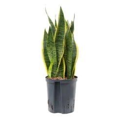 Sansevieria Laurentii - HydroCare -Plant potted plants Sansevieria Laurentii Hydroculture Indoor Plant Medium