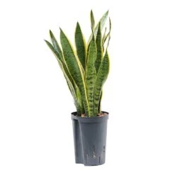 Sansevieria Laurentii - HydroCare -Plant potted plants Sansevieria Laurentii Hydroculture Indoor Plant Small