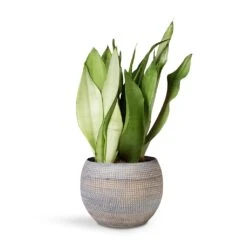 Sansevieria Trifasciata Moonshine - Snake Plant -Plant potted plants Sansevieria Trifaciata Moonshine Snake 12x35cm Dex Plant Pot Earth 17x13cm