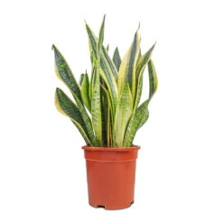 Sansevieria Trifasciata Futura Superba 28 Sansevieria Trifasciata Futura Superba -Plant potted plants Sansevieria Trifasciata Futura Superba 17x60cm