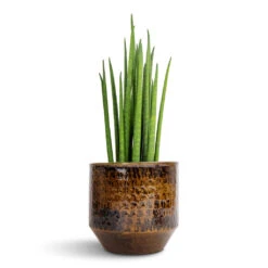 Sansevieria Bacularis Mikado - Snake Plant -Plant potted plants Sansevieria bacularis Mikado Snake Plant 12x40cm Sanna Plant Pot Savanna 15x13cm