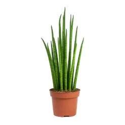 Sansevieria Bacularis Mikado - Snake Plant -Plant potted plants Sansevieria bacularis Mikado Snake Plant