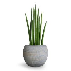 Sansevieria Cylindrica Spikes - Cylindrical Snake Plant -Plant potted plants Sansevieria cylindrica Spikes Cylindrical Snake Plant 12x40cm Dex Plant Pot Earth 17x13cm