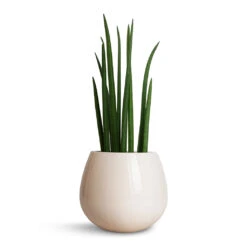 Nova Plant Pot - Cream -Plant potted plants Sansevieria cylindrica Spikes Cylindrical Snake Plant 15x50cm Nova Plant Pot Cream 23x18cm