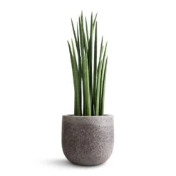 Sansevieria Cylindrica Spikes - Cylindrical Snake Plant -Plant potted plants Sansevieria cylindrica Spikes Cylindrical Snake Plant 19x70cm Cody Cement Stone Plant Pot Granite Grey 25x24cm