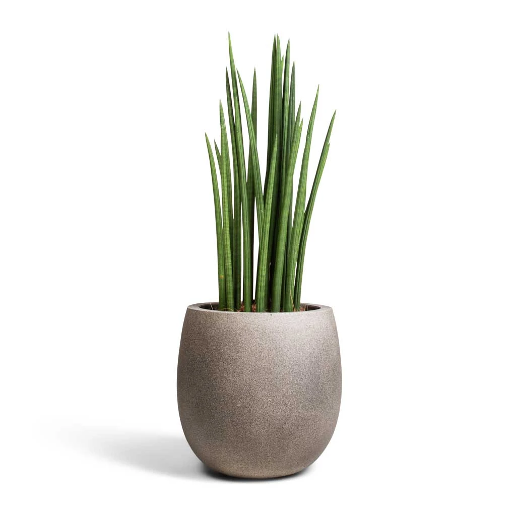 Grigio Balloon Plant Pot - Natural Concrete 4 Grigio Balloon Plant Pot - Natural Concrete - Image 2