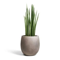 Sansevieria Cylindrica Spikes - Cylindrical Snake Plant -Plant potted plants Sansevieria cylindrica Spikes Cylindrical Snake Plant 19x70cm Grigio Balloon Plant Pot Natural Concrete 30x30cm 2c36abbd f4b9 4fe3 8831 1b19b151a043
