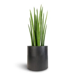 Puk Natural Planter - Matt Black -Plant potted plants Sansevieria cylindrica Spikes Cylindrical Snake Plant 19x70cm Puk Natural Planter Matt Black 25x25cm