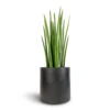 Sansevieria Cylindrica Spikes - Cylindrical Snake Plant -Plant potted plants Sansevieria cylindrica Spikes Cylindrical Snake Plant 19x70cm Puk Natural Planter Matt Black 25x25cm 4fcea58a bd4b 46a2 bda8 75449b81aef2