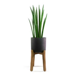 Charlie Plant Pot - Tall Stand - Black Washed -Plant potted plants Sansevieria cylindrica Spikes Cylindrical Snake Plant Charlie Plant Pot Tall Stand Black Washed