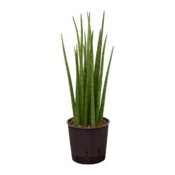 Sansevieria Cylindrica Spikes - HydroCare -Plant potted plants Sansevieria cylindrica Spikes Hydroculture 13 12x30cm