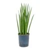 Sansevieria Cylindrica Spikes - HydroCare -Plant potted plants Sansevieria cylindrica Spikes Hydroculture Indoor Plant