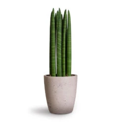 Gerben Plant Pot - Grey Washed -Plant potted plants Sansevieria cylindrica Straight Cylindrical Snake Plant 12x40cm Gerben Plant Pot Grey Washed 15x16cm