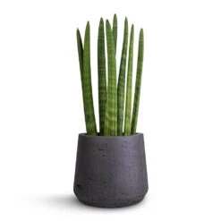 Patt Plant Pot - Black Washed 23 Patt Plant Pot - Black Washed -Plant potted plants Sansevieria cylindrica Straight Cylindrical Snake Plant 12x40cm Patt Plant Pot Black Washed 17x14cm f77f2daa 2f65 47f4 b1e2 06d2ec8b50f4