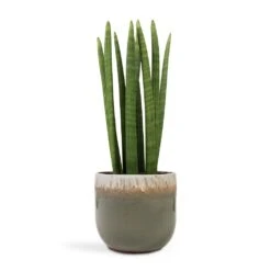 Sansevieria Cylindrica Straight - Cylindrical Snake Plant -Plant potted plants Sansevieria cylindrica Straight Cylindrical Snake Plant 17x60cm Tarra Plant Pot Forest 23x20cm ac02b3bd 0f2f 40f8 9bd0 79b7a1a5b2e2