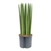 Sansevieria Cylindrica Straight - HydroCare 1 Sansevieria Cylindrica Straight - HydroCare -Plant potted plants Sansevieria cylindrica Straight Hydroculture Indoor Plant Large
