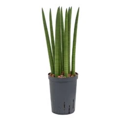Sansevieria Cylindrica Straight - HydroCare -Plant potted plants Sansevieria cylindrica Straight Hydroculture Indoor Plant Small