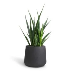 Sansevieria Kirkii - Star Sansevieria 41 Sansevieria Kirkii - Star Sansevieria -Plant potted plants Sansevieria kirkii Star Sansevieria 12x40cm Patt Plant Pot Black Washed 17x14cm