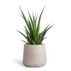 Sansevieria Kirkii - Star Sansevieria 38 Sansevieria Kirkii - Star Sansevieria -Plant potted plants Sansevieria kirkii Star Sansevieria 12x40cm Patt Plant Pot Grey Washed 17x14cm