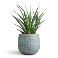 Ryan Plant Pot - Blue Gold -Plant potted plants Sansevieria kirkii Star Sansevieria 12x40cm Ryan Plant Pot Blue Gold 18x16cm f7e59b6f fb91 4054 a494 554d273431c9