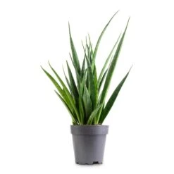 Sansevieria Kirkii - Star Sansevieria 24 Sansevieria Kirkii - Star Sansevieria -Plant potted plants Sansevieria kirkii Star Sansevieria 12x40cm 9e5912c2 2f76 4635 bd61 0503655eb881