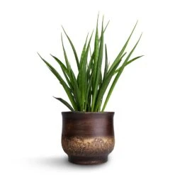 Aico Plant Pot - Shiny Brown 17 Aico Plant Pot - Shiny Brown -Plant potted plants Sansevieria kirkii Star Sansevieria 15x50cm Aico Plant Pot Shiny Brown 18x16cm b1b3734d 7905 4f0f b41e b6d4442fdd0f