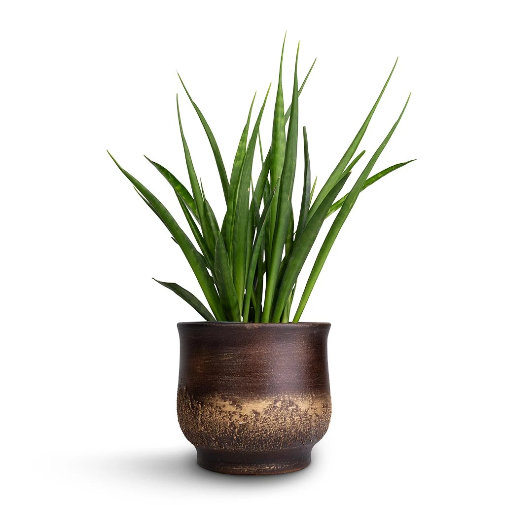 Aico Plant Pot - Shiny Brown 6 Aico Plant Pot - Shiny Brown - Image 4