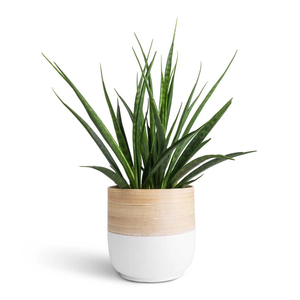 Bamboo Plant Pot - White 6 Bamboo Plant Pot - White - Image 4