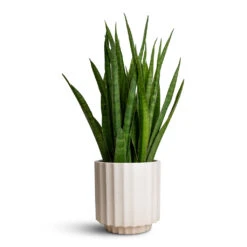 Bourton Scalloped Plant Pot - Ivory -Plant potted plants Sansevieria kirkii Star Sansevieria 15x50cm Bourton Scalloped Plant Pot Ivory 18x18cm
