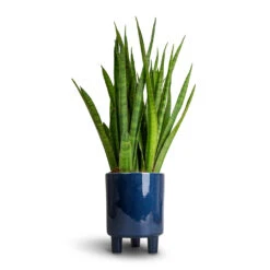 Pisa Plant Pot - Navy -Plant potted plants Sansevieria kirkii Star Sansevieria 15x50cm Pisa Plant Pot Navy 16x19cm