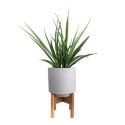 Sansevieria Kirkii - Star Sansevieria 36 Sansevieria Kirkii - Star Sansevieria -Plant potted plants Sansevieria kirkii Star Sansevieria 15x50cm Vigo Plant Pot with Wooden Stand Concrete Grey 19x29cm