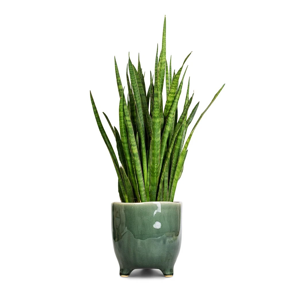 Sansevieria Kirkii - Star Sansevieria 3 Sansevieria Kirkii - Star Sansevieria