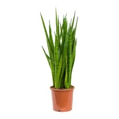 Sansevieria Kirkii - Star Sansevieria 33 Sansevieria Kirkii - Star Sansevieria -Plant potted plants Sansevieria kirkii Star Sansevieria 17x75cm