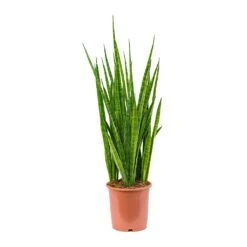 Sansevieria Kirkii - Star Sansevieria 37 Sansevieria Kirkii - Star Sansevieria -Plant potted plants Sansevieria kirkii Star Sansevieria 21x85cm